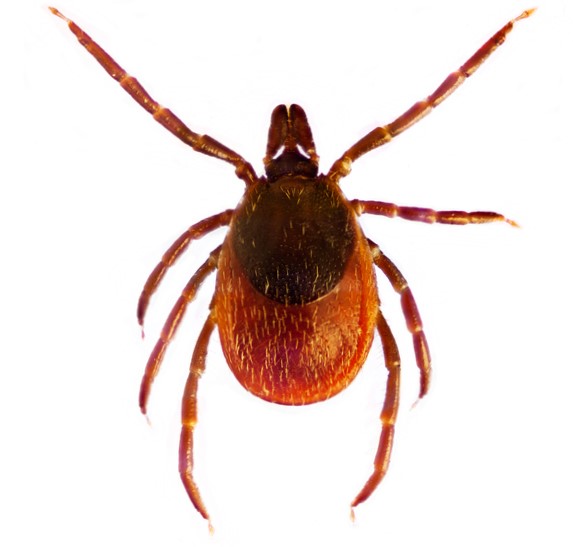 Ixodes ricinus of de gewone teek